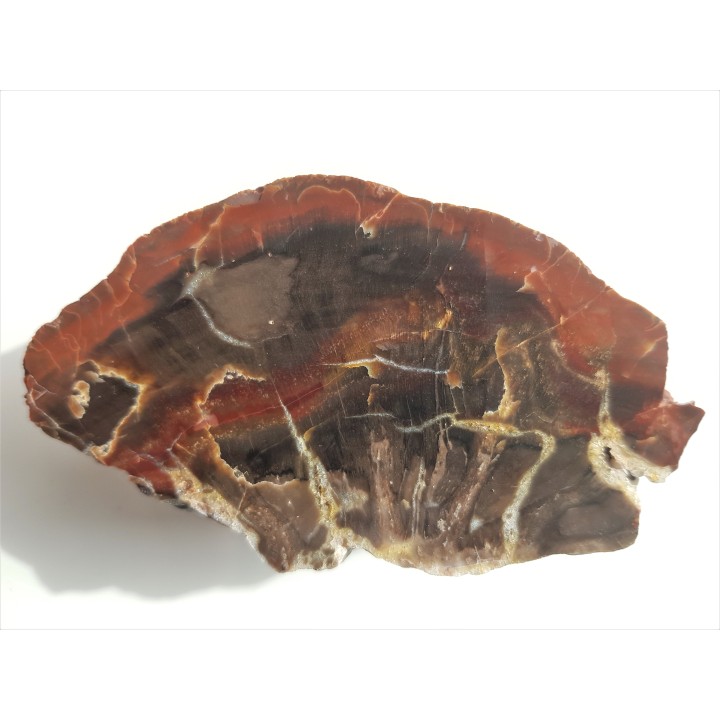 Piękne drewno skrzemieniałe z aluwiów Nysy Kłodzkiej