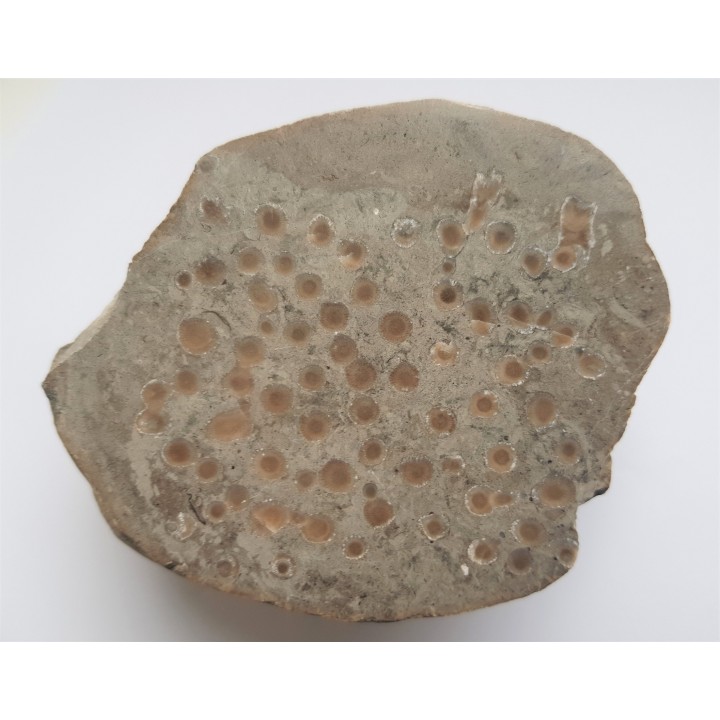 Polerowany okaz korali w wapieniu z pobrzeża Bałtyku