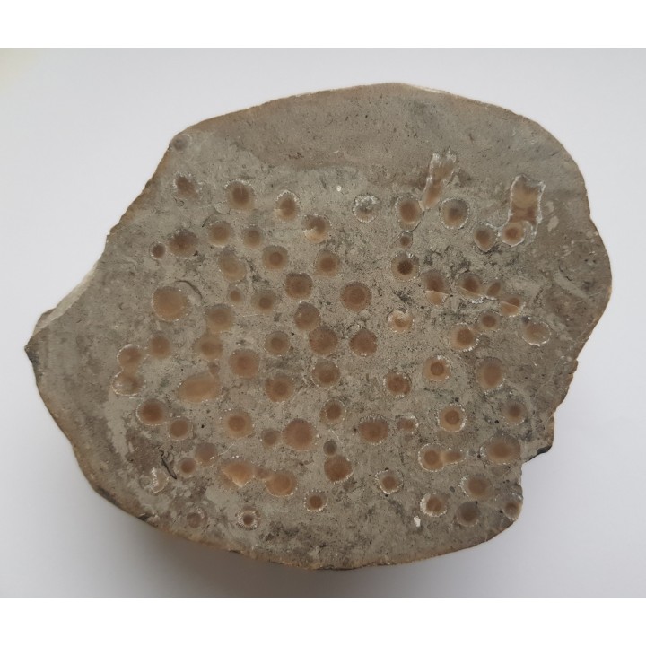 Polerowany okaz korali w wapieniu z pobrzeża Bałtyku