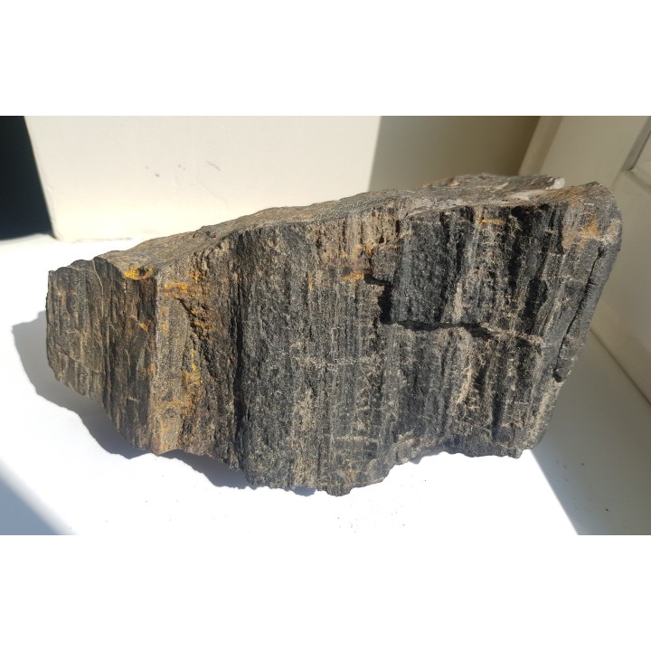 Drewno skrzemieniałe z historycznej lokalizacji z okolic Nowej Rudy