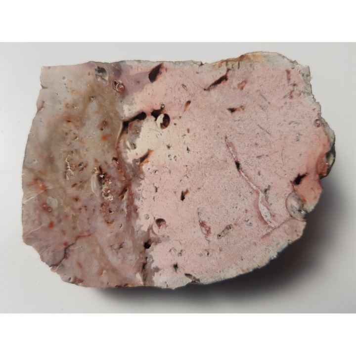 Różowa skała krzemionkowa ze skamieniałymi ślimakami z pobrzeża Bałtyku