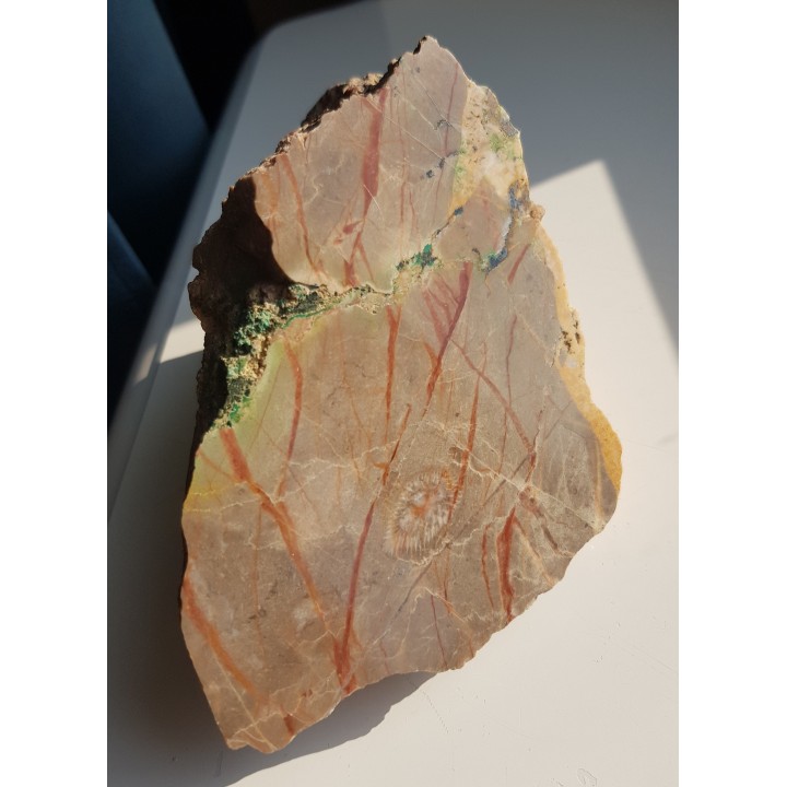 Malachit i koral w wapieniu dewońskim z Miedzianki w G. Świętokrzyskich