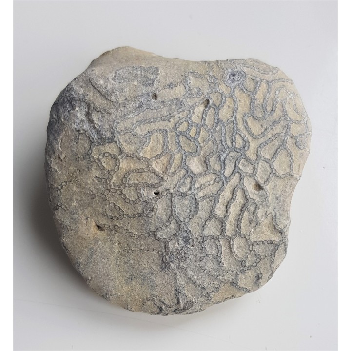 Korale kolonijne Halysites - eratyk Dziwnówek