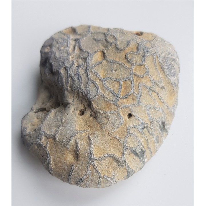 Korale kolonijne Halysites - eratyk Dziwnówek