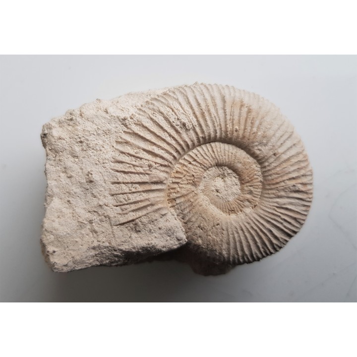 Amonit jurajski Wyżyna Krakowsko-Cżęstochowska