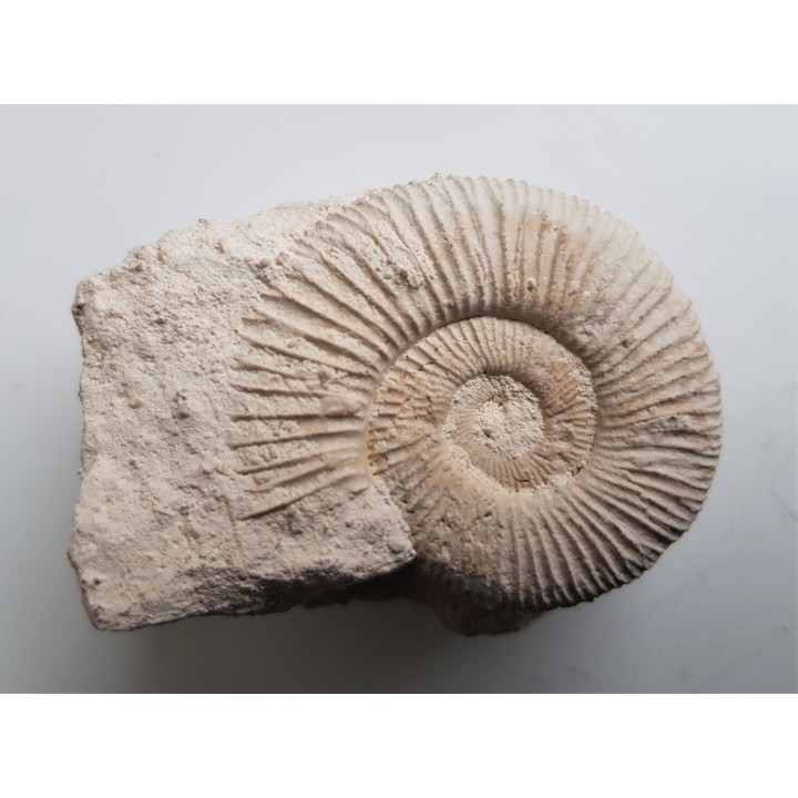 Amonit jurajski Wyżyna Krakowsko-Cżęstochowska