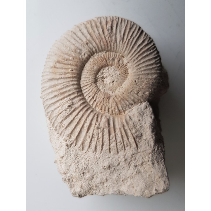 Amonit jurajski Wyżyna Krakowsko-Cżęstochowska