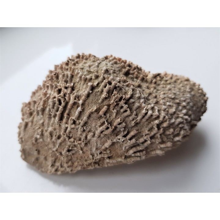 Wypreparowane naturalnie korale kolonijne - eratyk z Kujaw