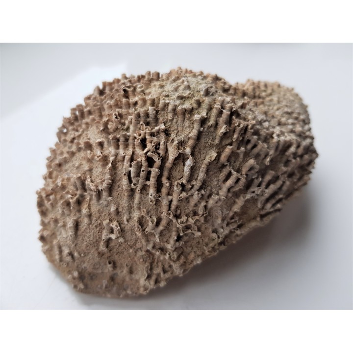 Wypreparowane naturalnie korale kolonijne - eratyk z Kujaw