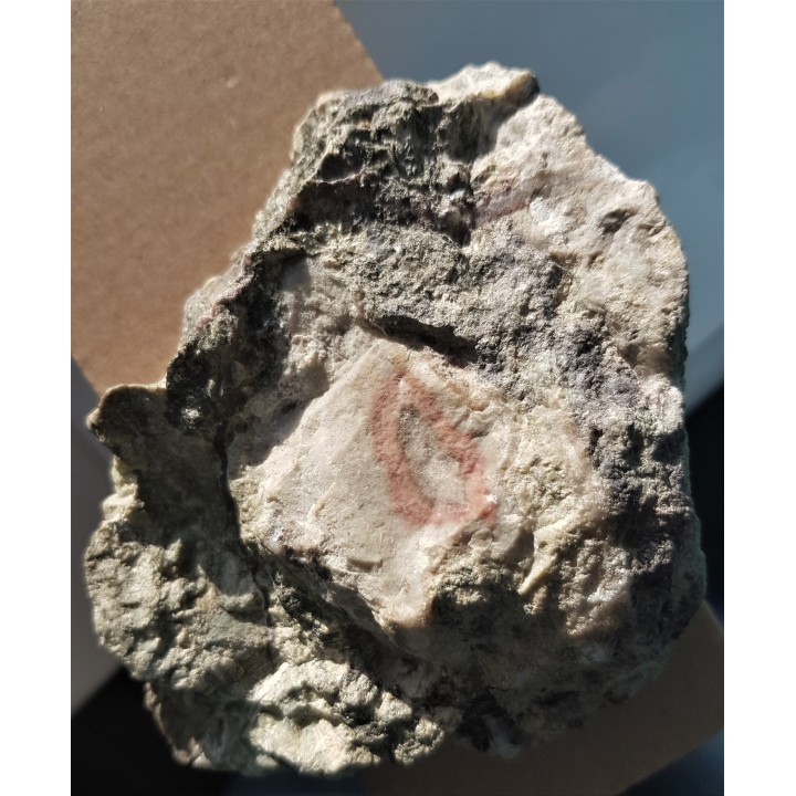 Przeobrażony dolomit z orbikularnymi strukturami z Rędzin