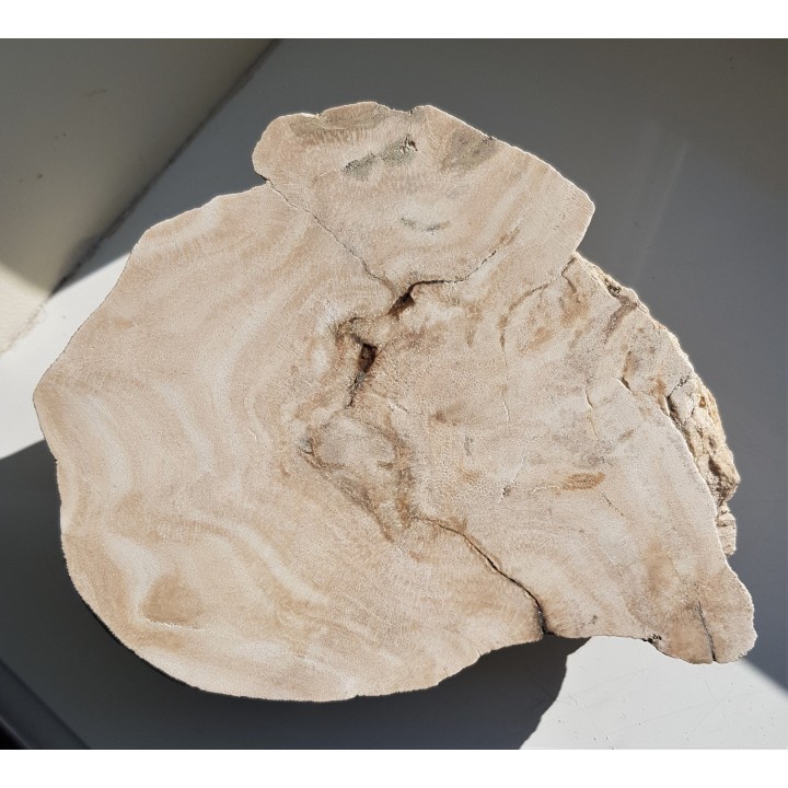 Przekrój przez kolonię denkowców - eratyk z Kujaw