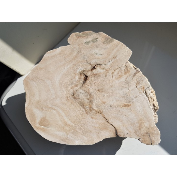 Przekrój przez kolonię denkowców - eratyk z Kujaw