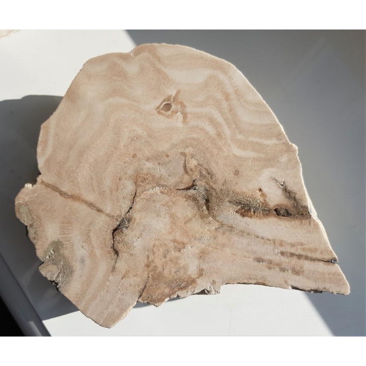 Przekrój przez kolonię denkowców - eratyk z Kujaw