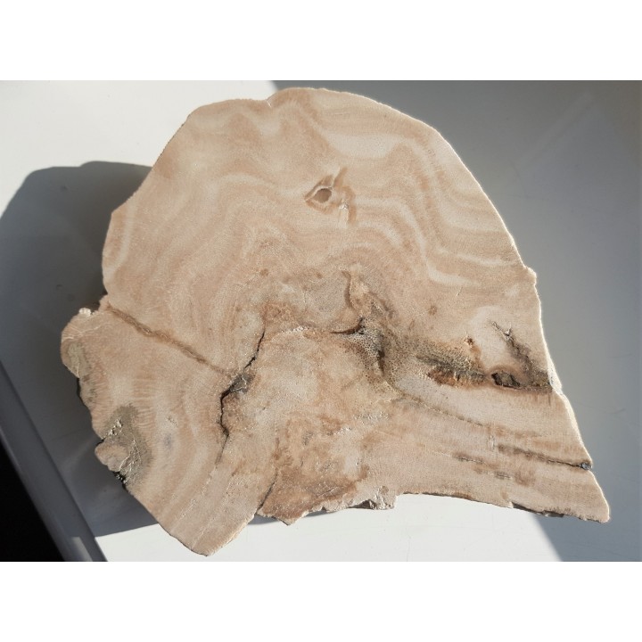 Przekrój przez kolonię denkowców - eratyk z Kujaw