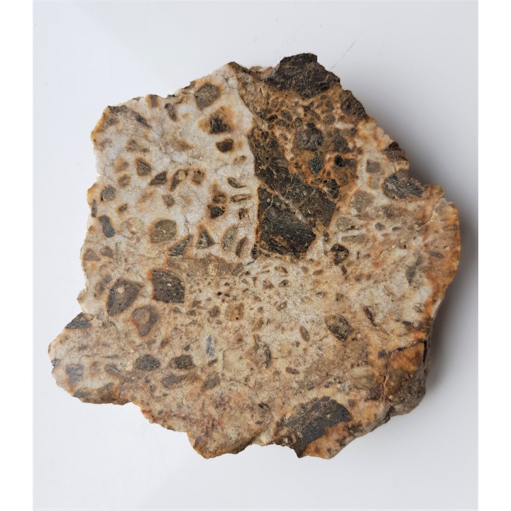 Brekcja polerowana z Gębczyc k. Strzelina