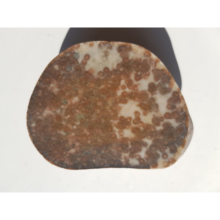 Polerowany okaz piaskowca skolitusowego z Dźwirzyna