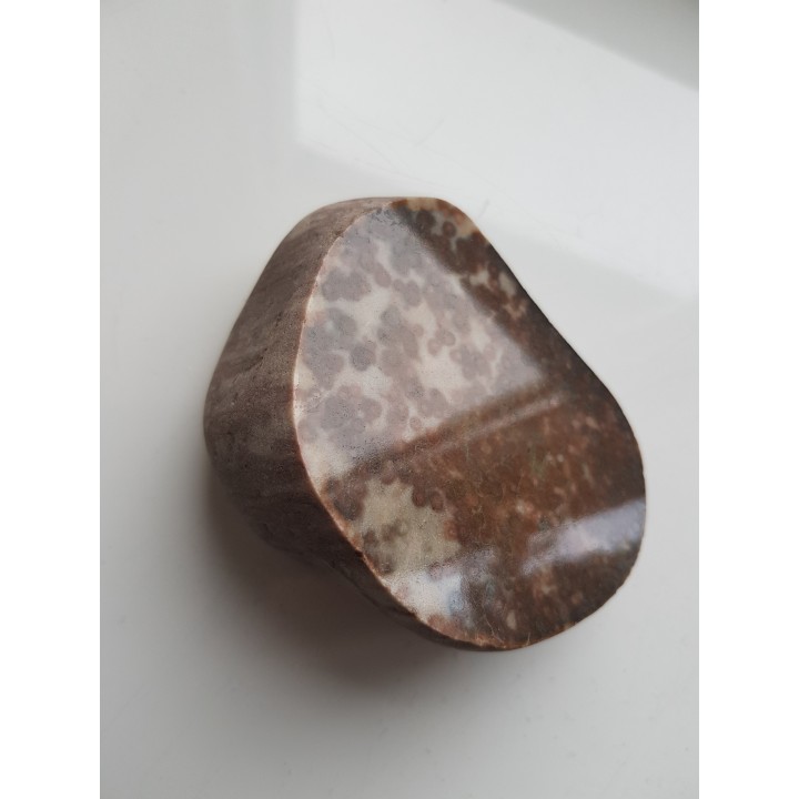 Polerowany okaz piaskowca skolitusowego z Dźwirzyna