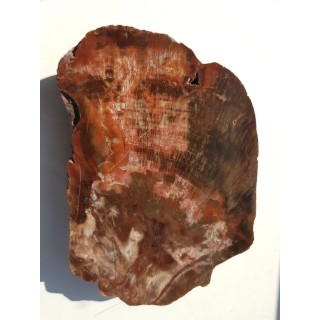 Wyjątkowe drewno skrzemieniałe z aluwiów okolic Kamieńca Ząbkowickiego