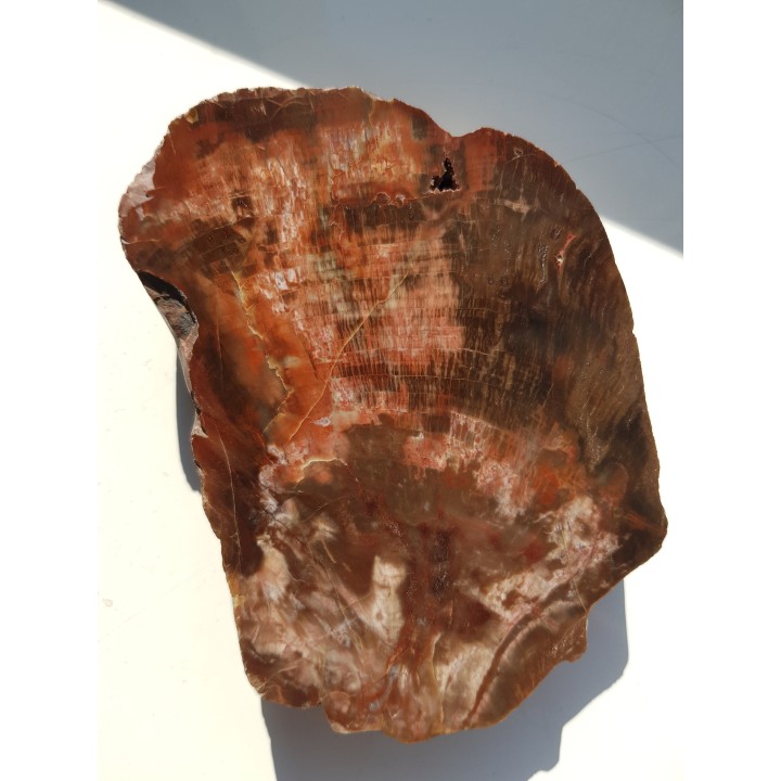 Wyjątkowe drewno skrzemieniałe z aluwiów okolic Kamieńca Ząbkowickiego