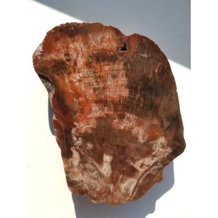 Wyjątkowe drewno skrzemieniałe z aluwiów okolic Kamieńca Ząbkowickiego