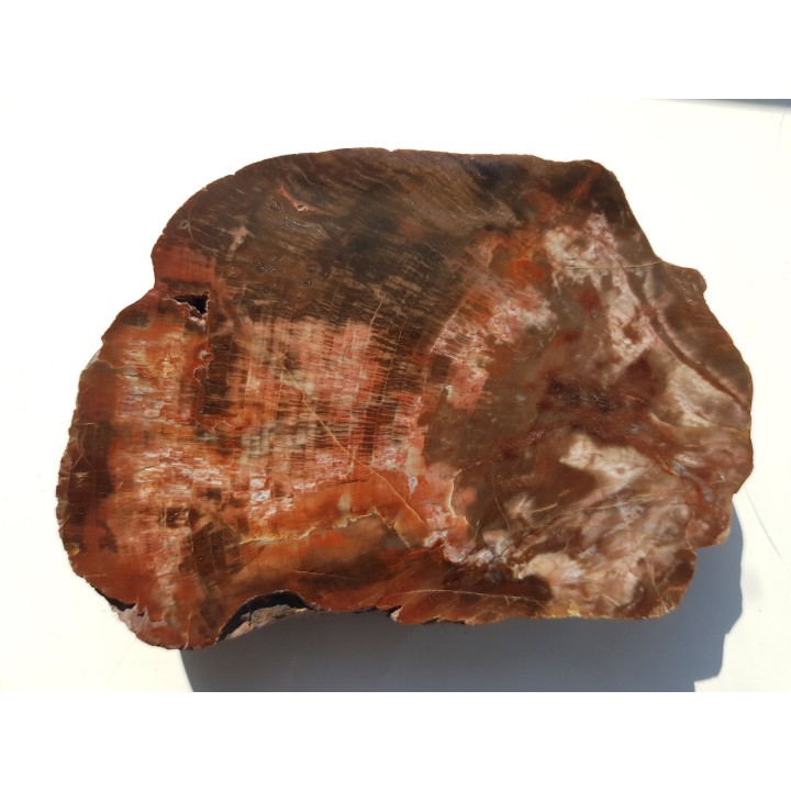 Wyjątkowe drewno skrzemieniałe z aluwiów okolic Kamieńca Ząbkowickiego