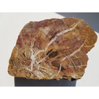 Wyjątkowe drewno skrzemieniałe z aluwiów okolic Kamieńca Ząbkowickiego