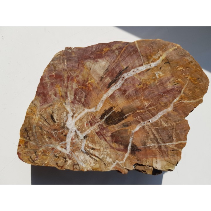 Wyjątkowe drewno skrzemieniałe z aluwiów okolic Kamieńca Ząbkowickiego