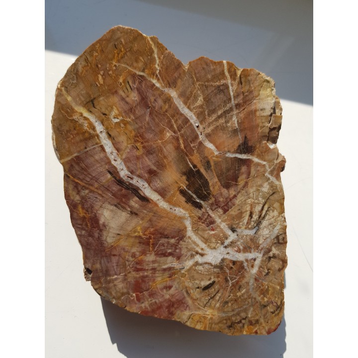 Wyjątkowe drewno skrzemieniałe z aluwiów okolic Kamieńca Ząbkowickiego