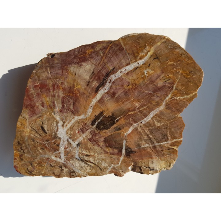 Wyjątkowe drewno skrzemieniałe z aluwiów okolic Kamieńca Ząbkowickiego