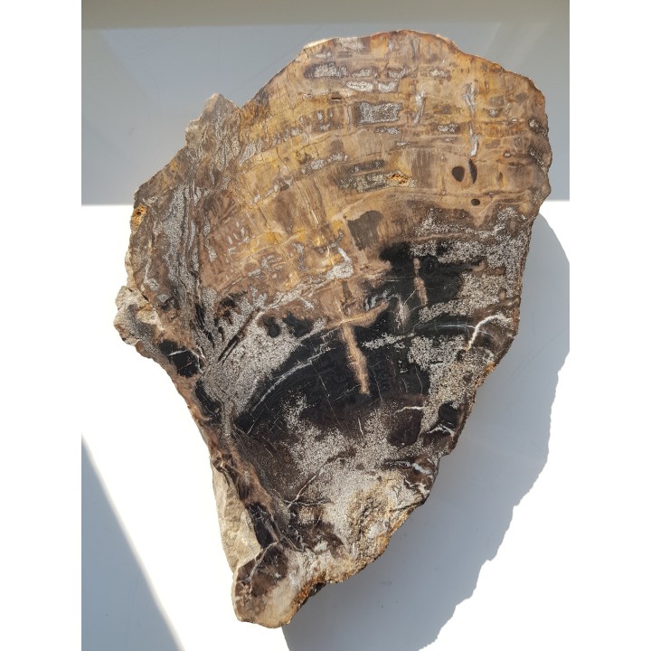 Wyjątkowe drewno skrzemieniałe z rowu Świerzawy