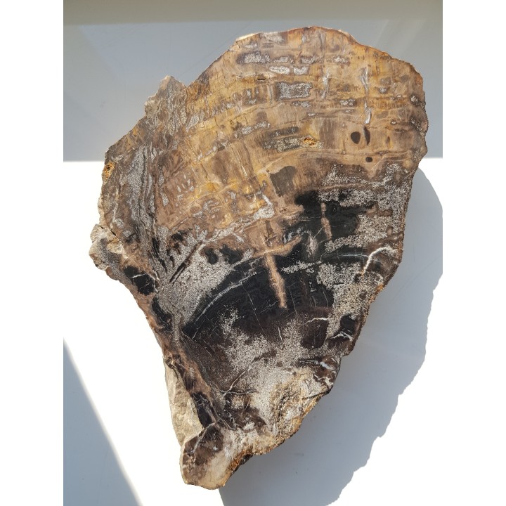 Wyjątkowe drewno skrzemieniałe z rowu Świerzawy