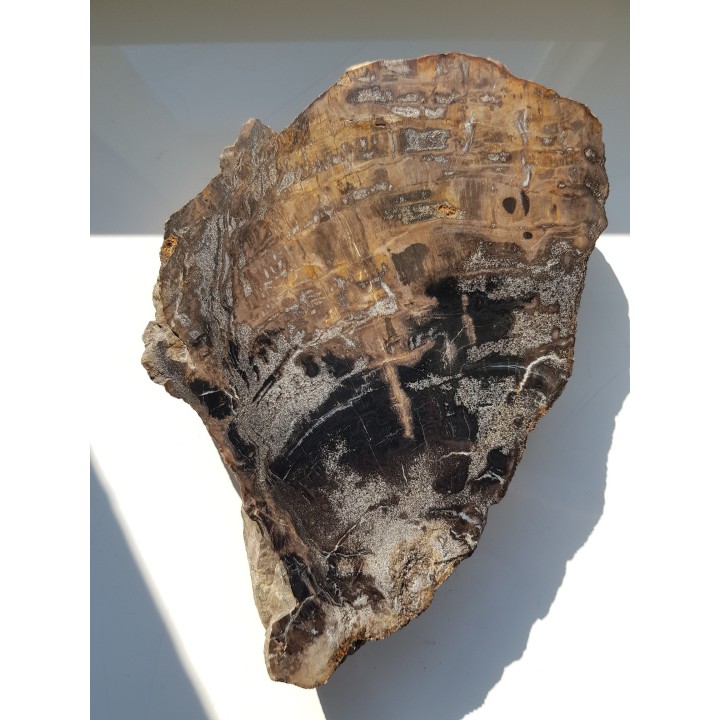 Wyjątkowe drewno skrzemieniałe z rowu Świerzawy