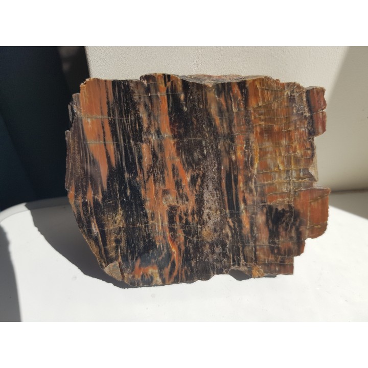 Drewno skrzemieniałe z rowu Świerzawy, wyjątkowa lokalizacja