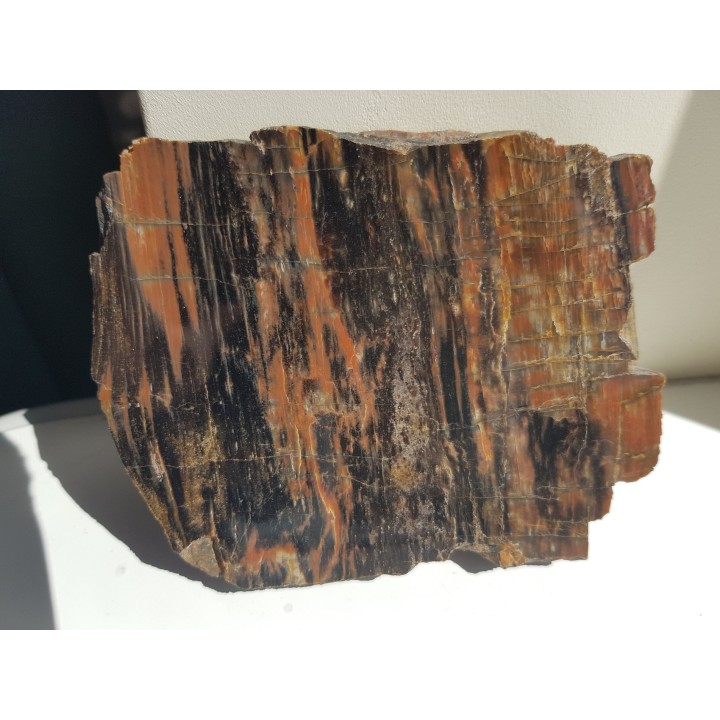 Drewno skrzemieniałe z rowu Świerzawy, wyjątkowa lokalizacja