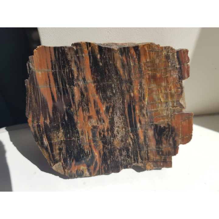 Drewno skrzemieniałe z rowu Świerzawy, wyjątkowa lokalizacja