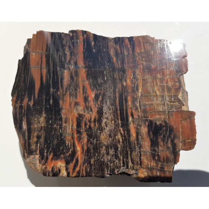 Drewno skrzemieniałe z rowu Świerzawy, wyjątkowa lokalizacja