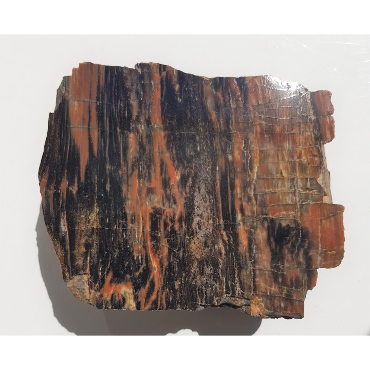 Drewno skrzemieniałe z rowu Świerzawy, wyjątkowa lokalizacja