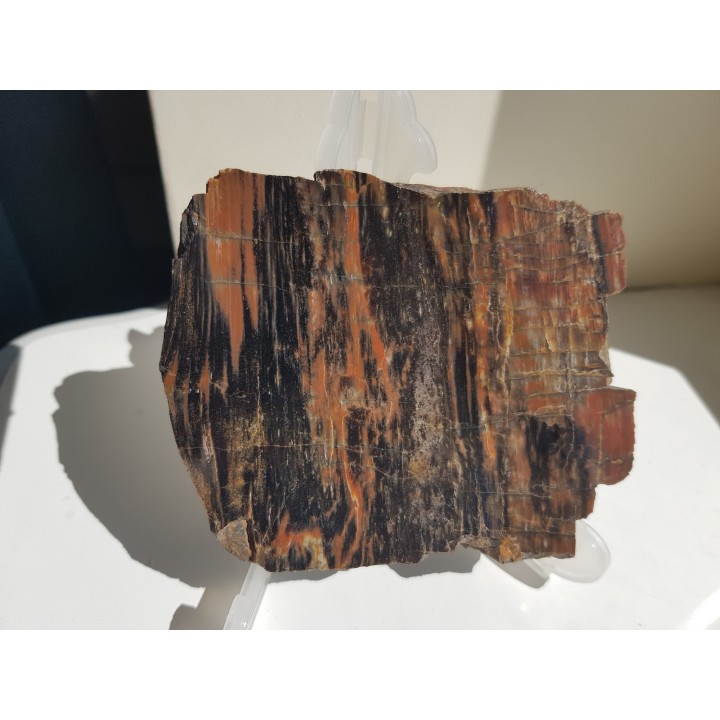 Drewno skrzemieniałe z rowu Świerzawy, wyjątkowa lokalizacja