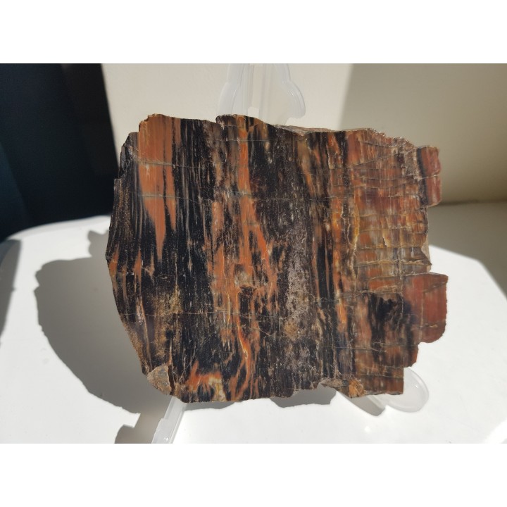 Drewno skrzemieniałe z rowu Świerzawy, wyjątkowa lokalizacja