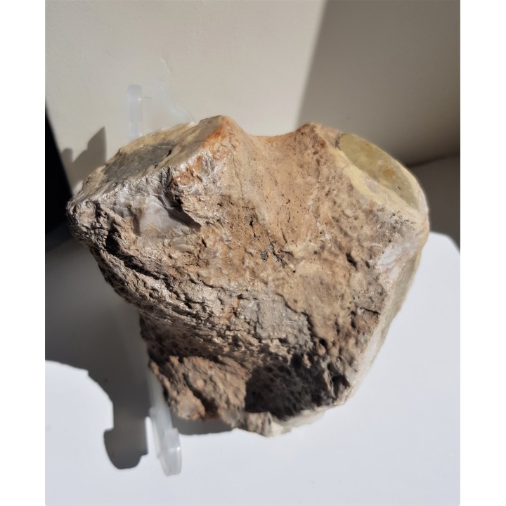 Duży okaz krzemiennej gąbki, eratyk ze Świebodzina, lubuskie