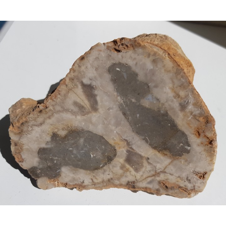 Duży okaz krzemiennej gąbki, eratyk ze Świebodzina, lubuskie