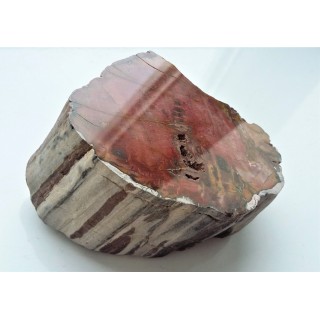 Drewno skrzemieniałe z Bierkowic koło Kłodzka