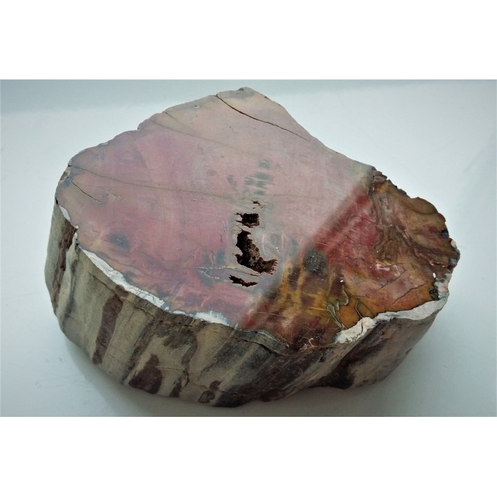 Drewno skrzemieniałe z Bierkowic koło Kłodzka