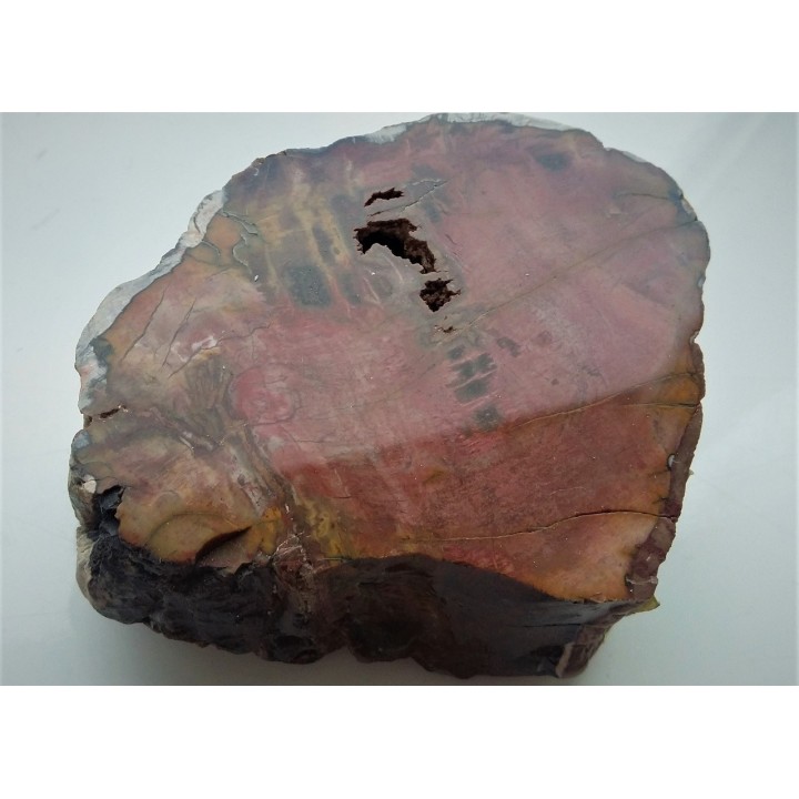 Drewno skrzemieniałe z Bierkowic koło Kłodzka