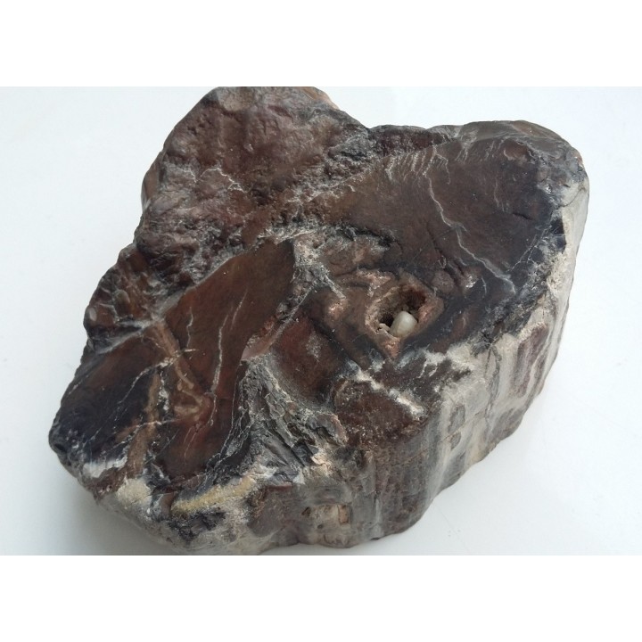 Drewno skrzemieniałe z Bierkowic koło Kłodzka