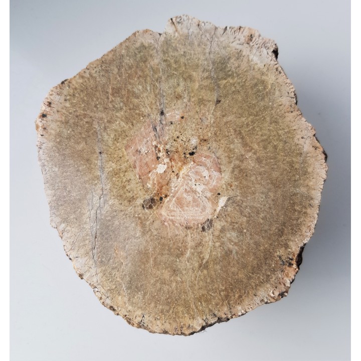 Granit kulisty (orbikularny) z Czarnego k. Jeleniej Góry