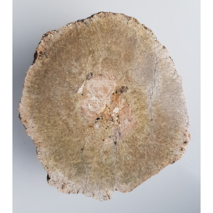 Granit kulisty (orbikularny) z Czarnego k. Jeleniej Góry