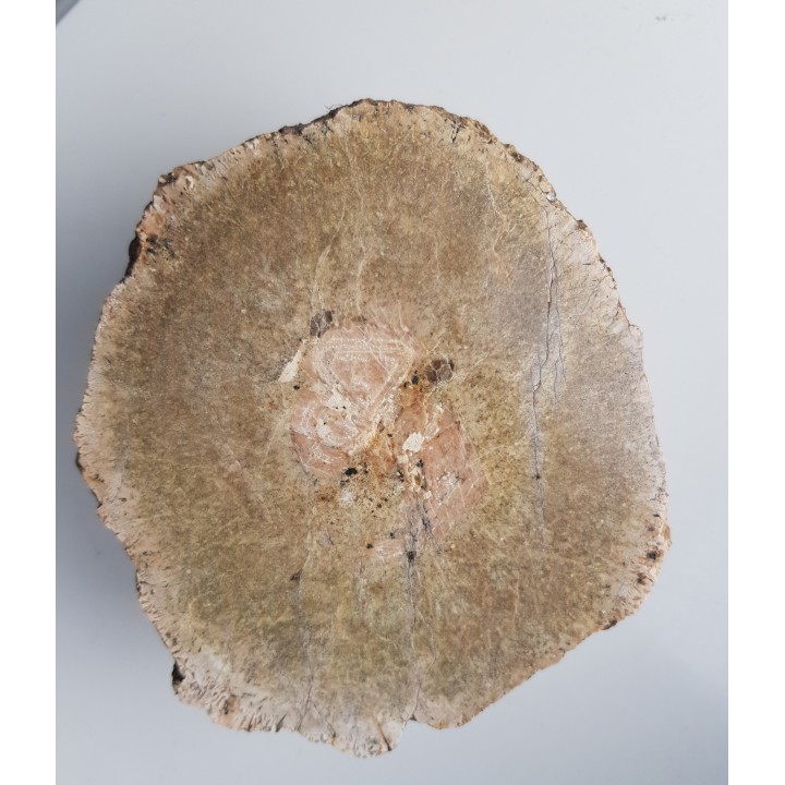 Granit kulisty (orbikularny) z Czarnego k. Jeleniej Góry