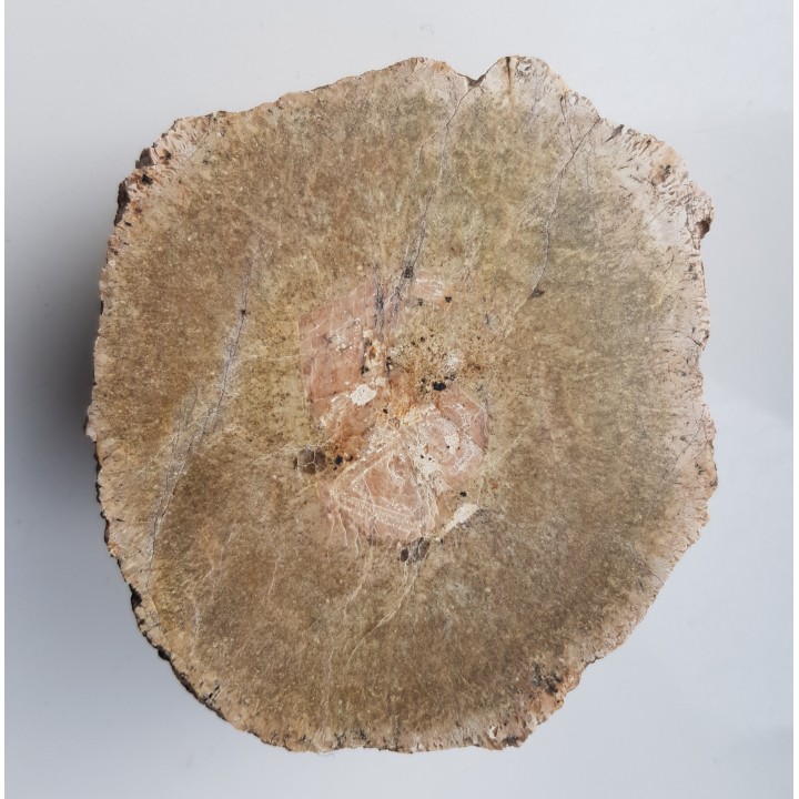 Granit kulisty (orbikularny) z Czarnego k. Jeleniej Góry