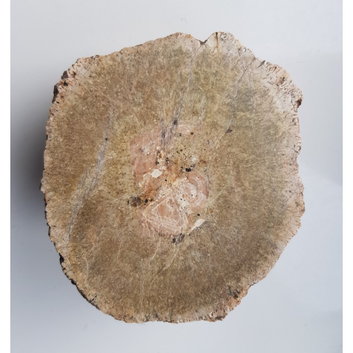 Granit kulisty (orbikularny) z Czarnego k. Jeleniej Góry